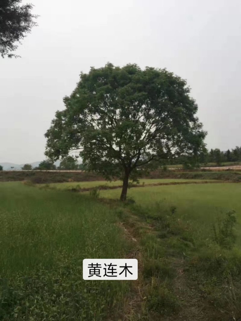 黄连木乡土树种，二次移栽成活率高，耐运输，介格合理