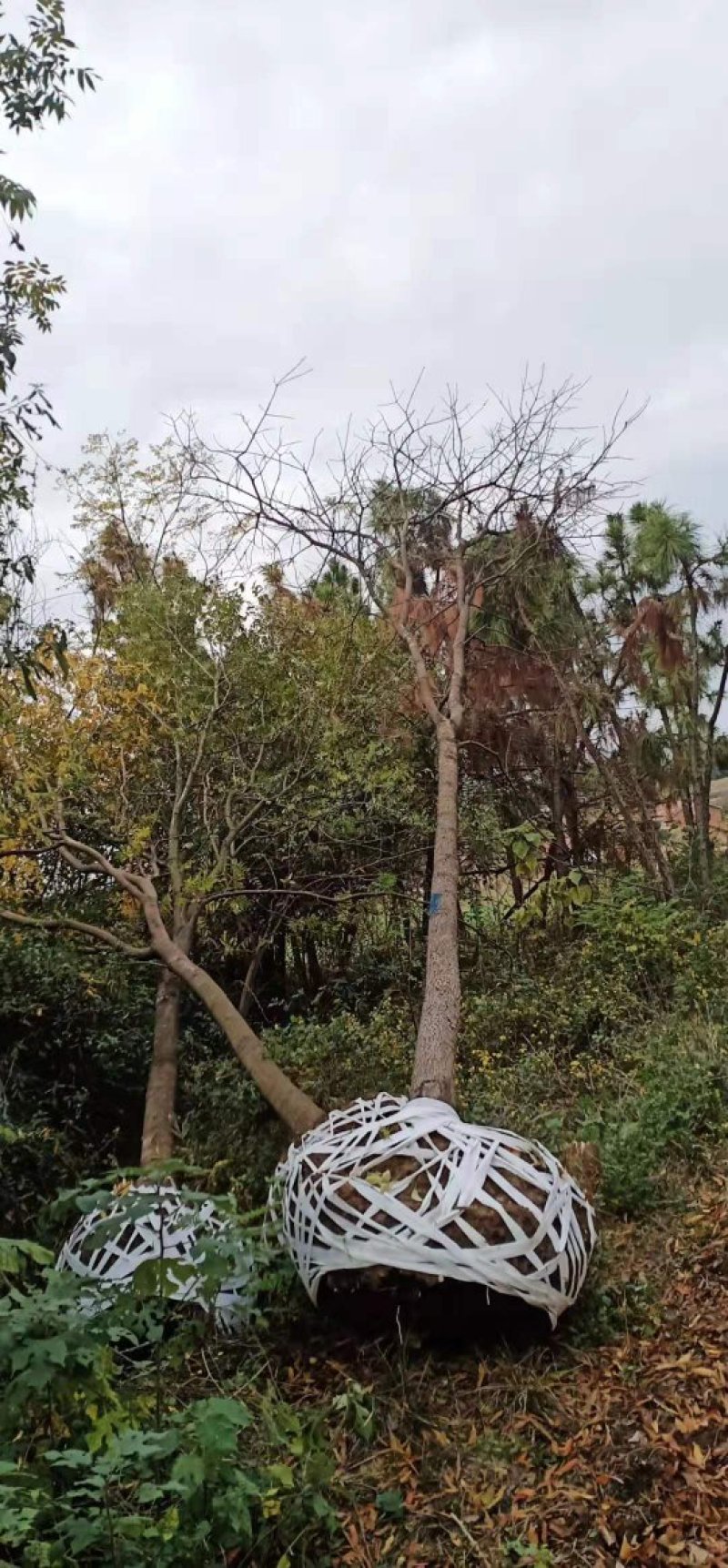 黄连木乡土树种，二次移栽成活率高，耐运输，介格合理
