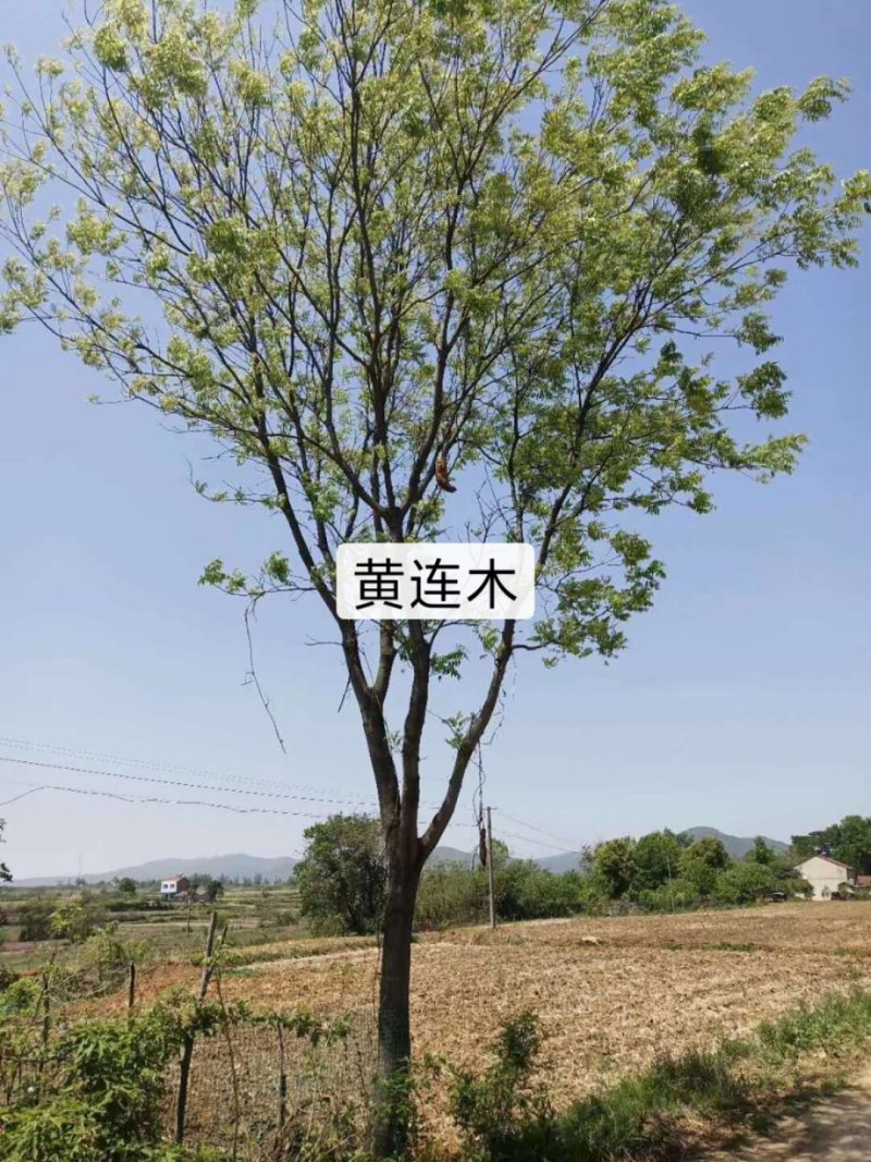 黄连木乡土树种，二次移栽成活率高，耐运输，介格合理