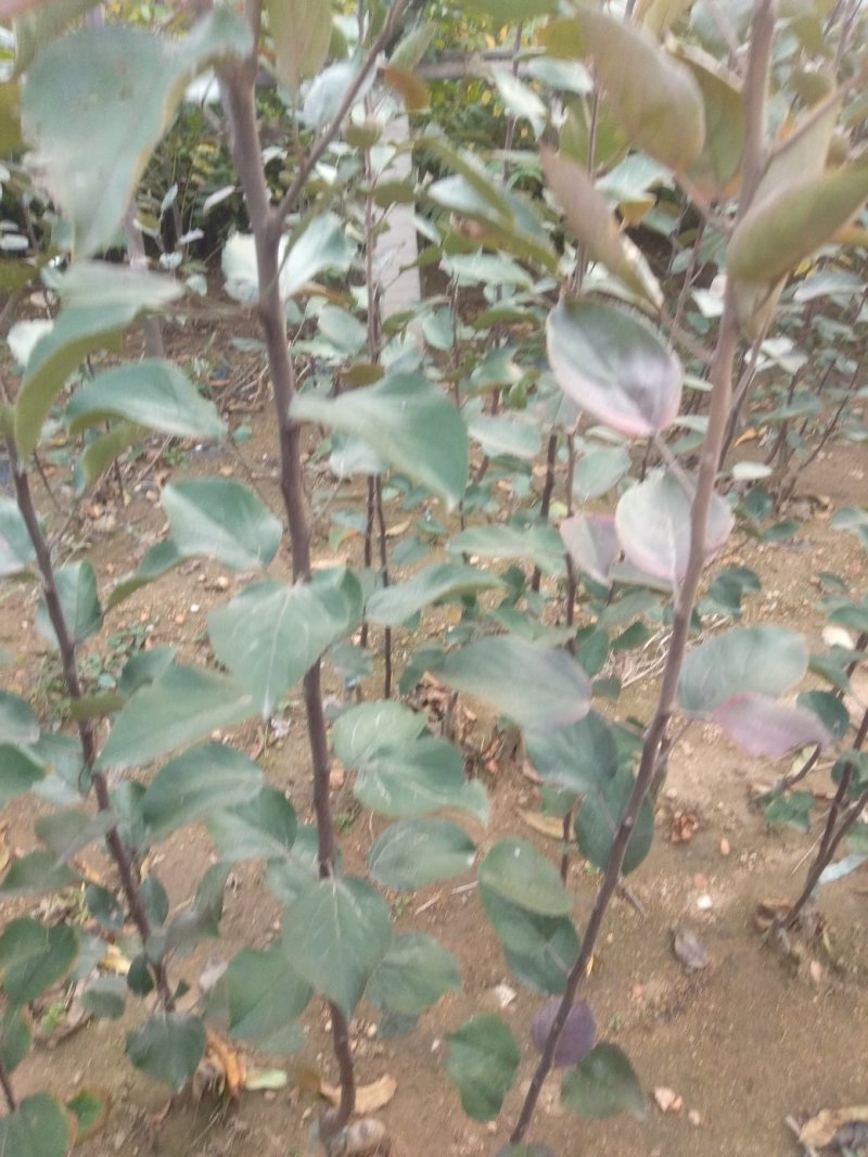 【有好货】红肉苹果（红色之爱）推广的新品种，口感好营养好
