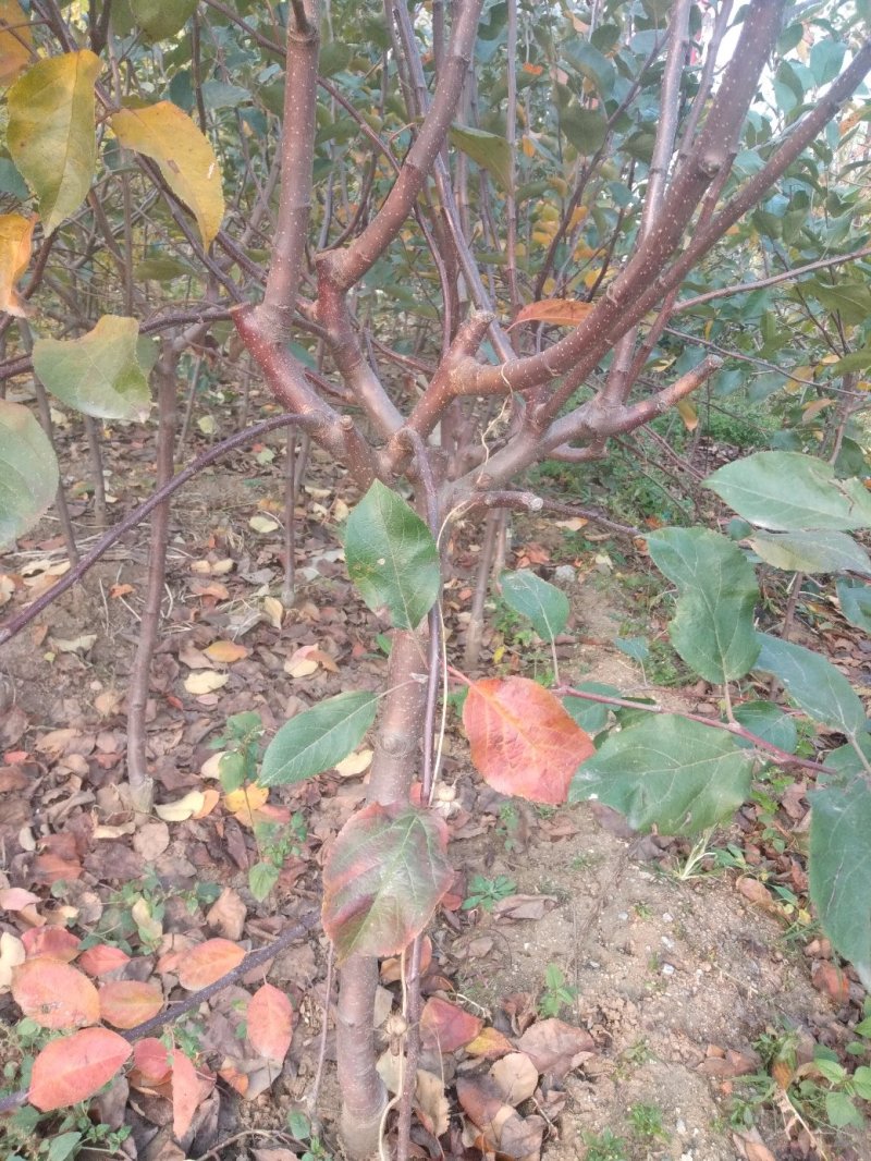 【有好货】红肉苹果（红色之爱）推广的新品种，口感好营养好