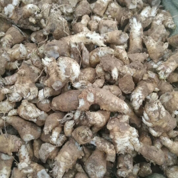 改良玄参芽又名黑参香蕉参，高产耐寒，包回收