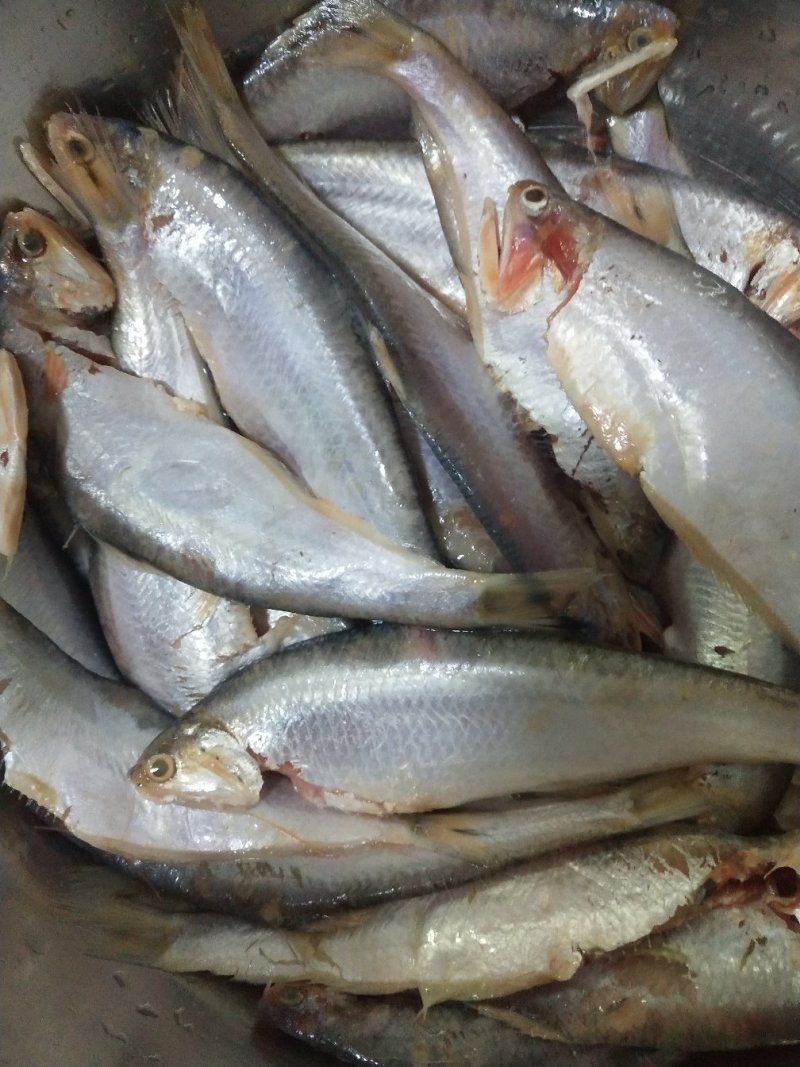 海杂鱼