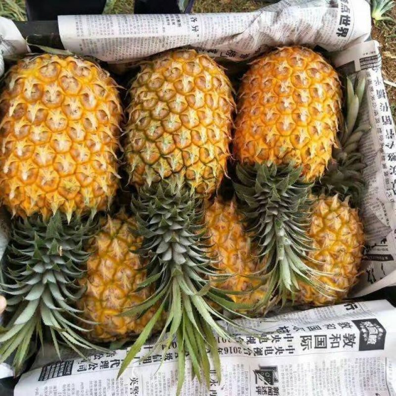 徐闻优质菠萝大量上市清甜爽口物美价廉产地一手货源直供