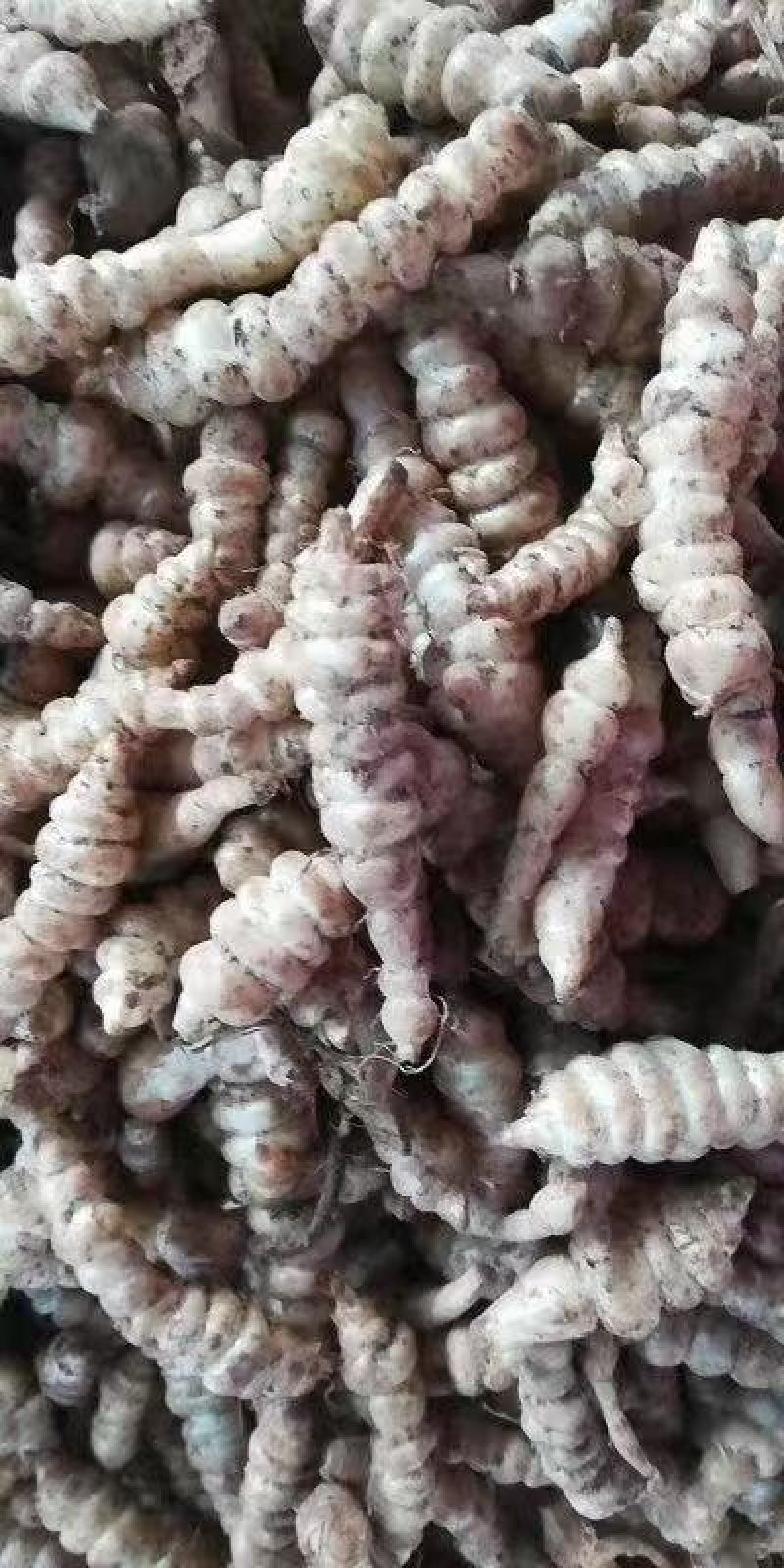 小天麻，地参货发全国各地，产地直发品质保证价格合理
