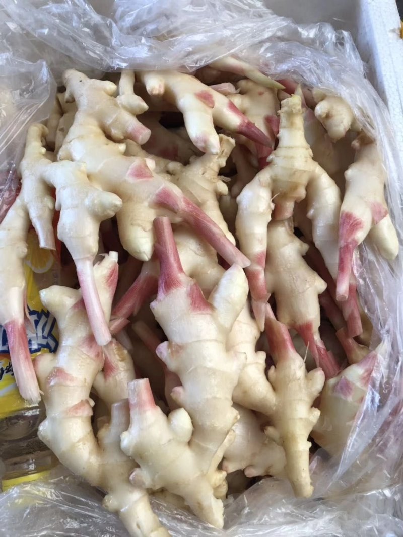 小天麻，地参货发全国各地，产地直发品质保证价格合理