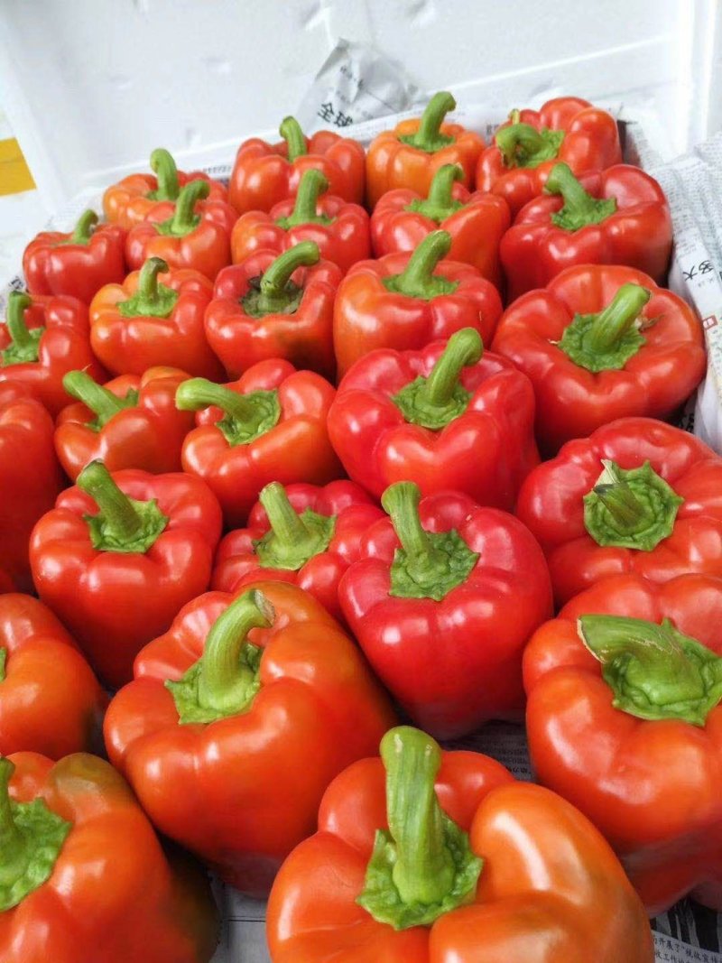 小天麻，地参货发全国各地，产地直发品质保证价格合理