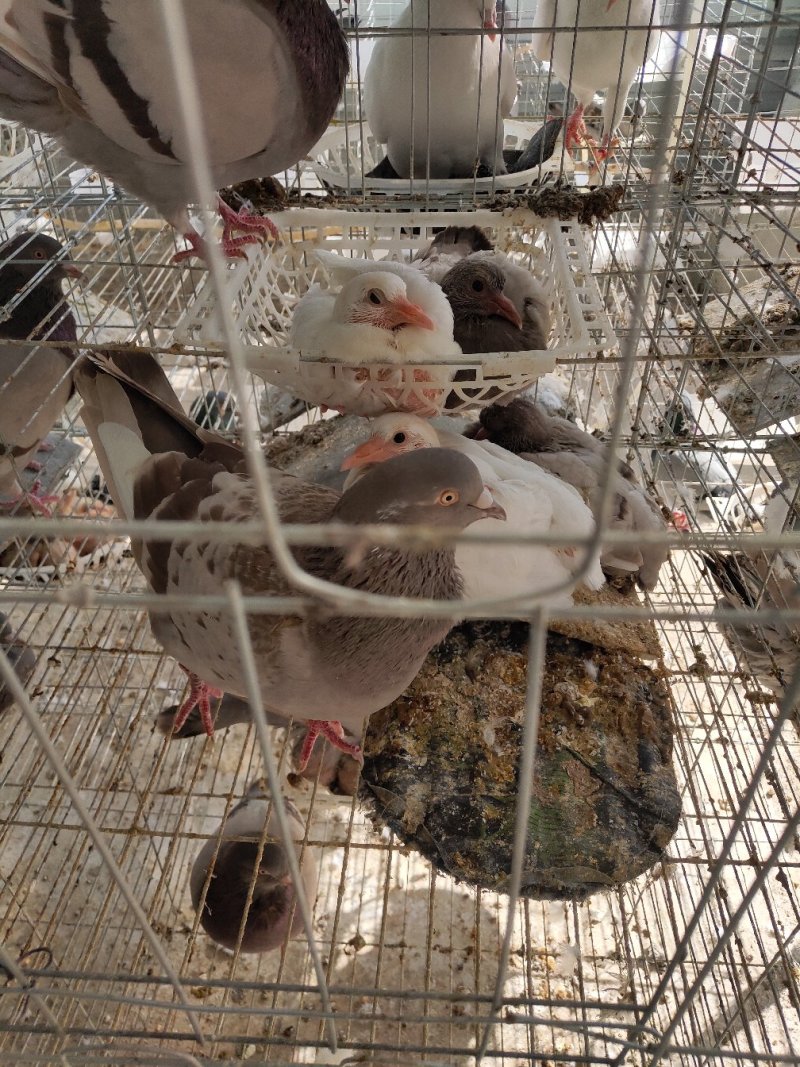 肉鸽