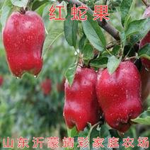 红蛇果苗嫁接红蛇果树苗品种苹果苗南北方种植盆栽地栽苹果苗