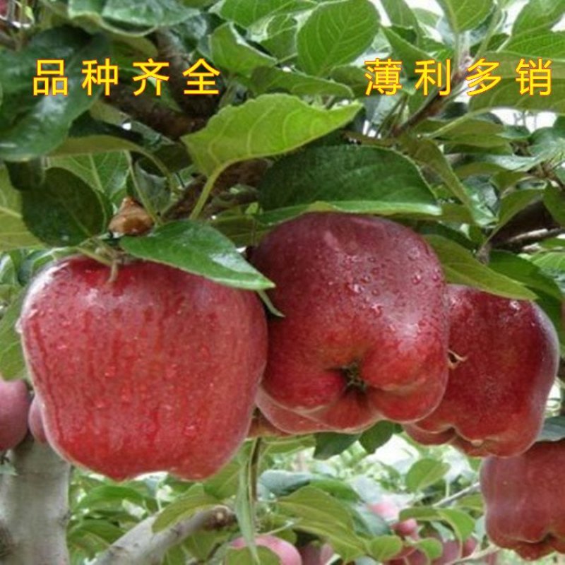 红蛇果苗嫁接红蛇果树苗品种苹果苗南北方种植盆栽地栽苹果苗