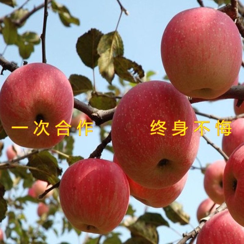 红蛇果苗嫁接红蛇果树苗品种苹果苗南北方种植盆栽地栽苹果苗