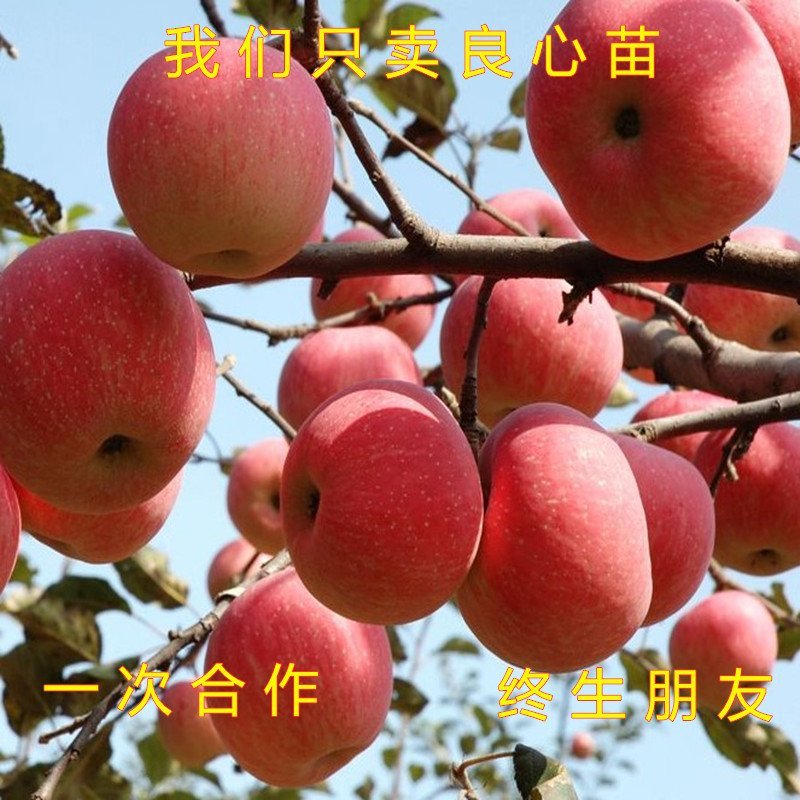 红蛇果苗嫁接红蛇果树苗品种苹果苗南北方种植盆栽地栽苹果苗