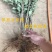 红蛇果苗嫁接红蛇果树苗品种苹果苗南北方种植盆栽地栽苹果苗