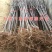 红蛇果苗嫁接红蛇果树苗品种苹果苗南北方种植盆栽地栽苹果苗