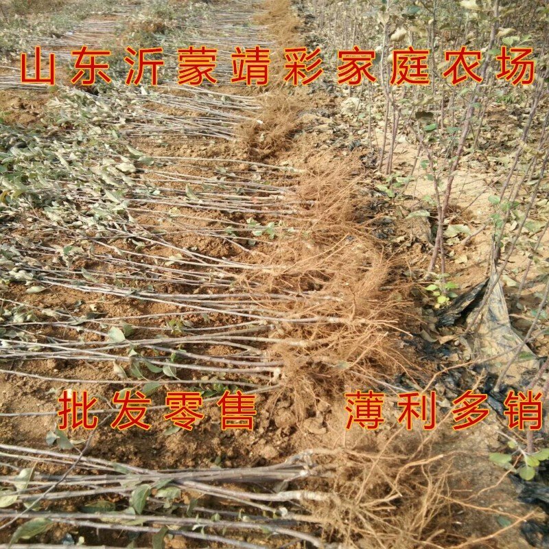 红蛇果苗嫁接红蛇果树苗品种苹果苗南北方种植盆栽地栽苹果苗