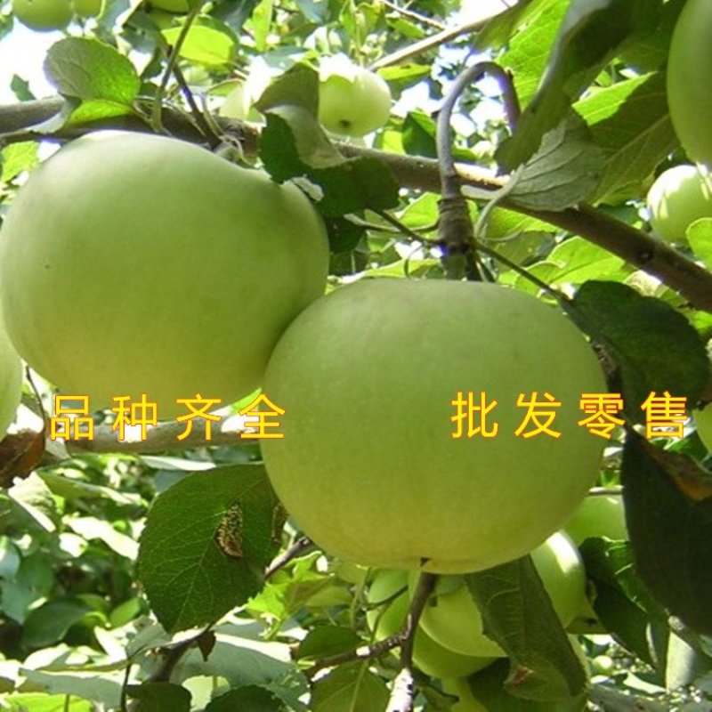 红蛇果苗嫁接红蛇果树苗品种苹果苗南北方种植盆栽地栽苹果苗