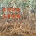 红蛇果苗嫁接红蛇果树苗品种苹果苗南北方种植盆栽地栽苹果苗