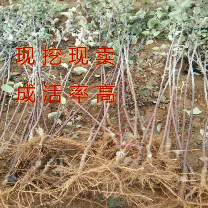 红蛇果苗嫁接红蛇果树苗品种苹果苗南北方种植盆栽地栽苹果苗