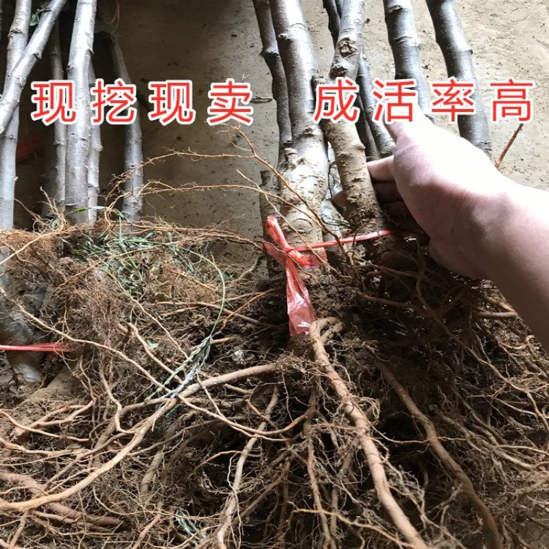 红蛇果苗嫁接红蛇果树苗品种苹果苗南北方种植盆栽地栽苹果苗