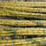 云南普洱镇沅勐大新品黄皮甘蔗3公斤起卖，甜度没得说。
