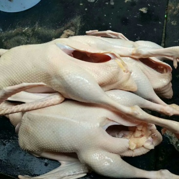 白条鹅