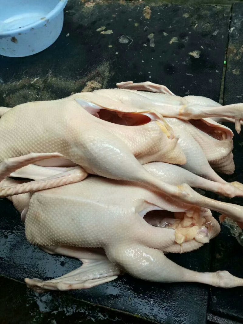 白条鹅