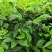 基地直供吴茱萸中药材苗中花吴茱萸艾子吴萸量大从优