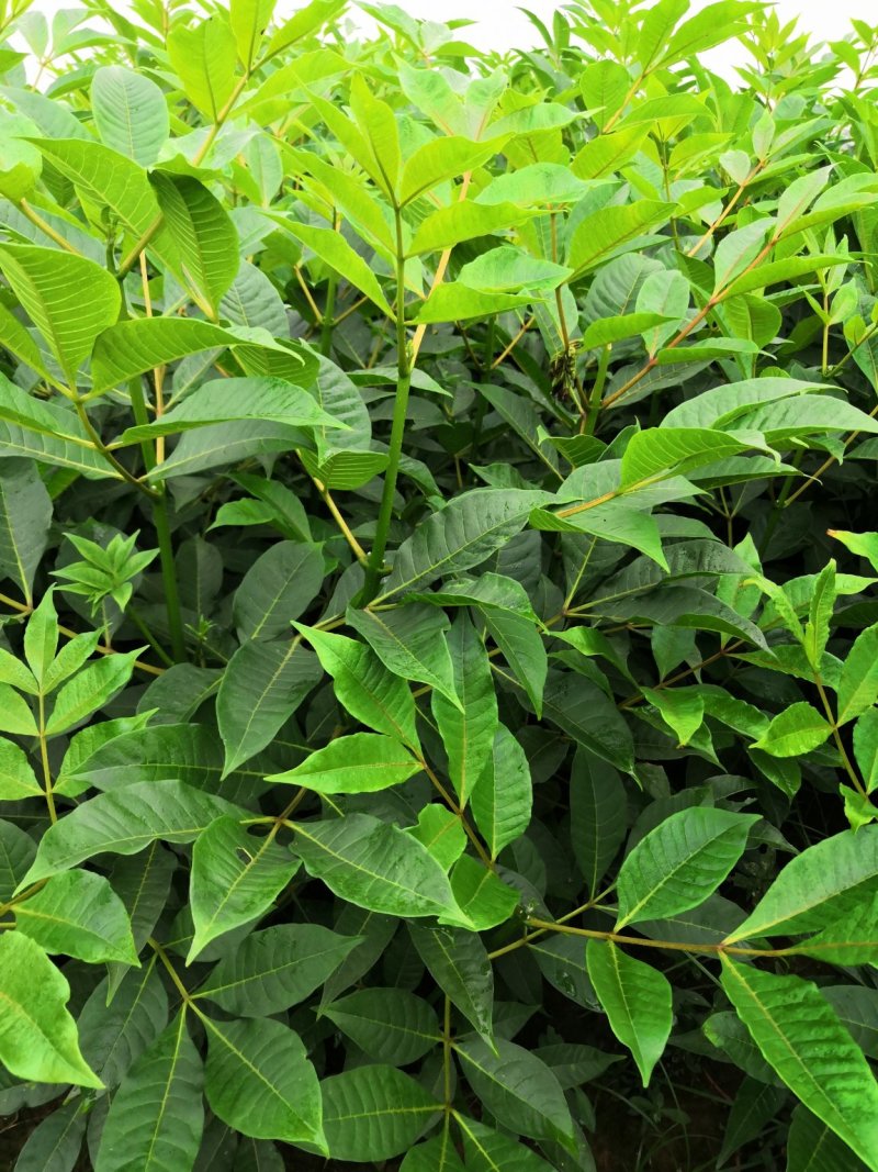 基地直供吴茱萸中药材苗中花吴茱萸艾子吴萸量大从优