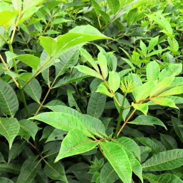 基地直供吴茱萸中药材苗中花吴茱萸艾子吴萸量大从优