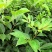 基地直供吴茱萸中药材苗中花吴茱萸艾子吴萸量大从优