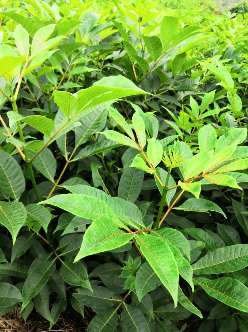 基地直供吴茱萸中药材苗中花吴茱萸艾子吴萸量大从优