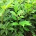 基地直供吴茱萸中药材苗中花吴茱萸艾子吴萸量大从优