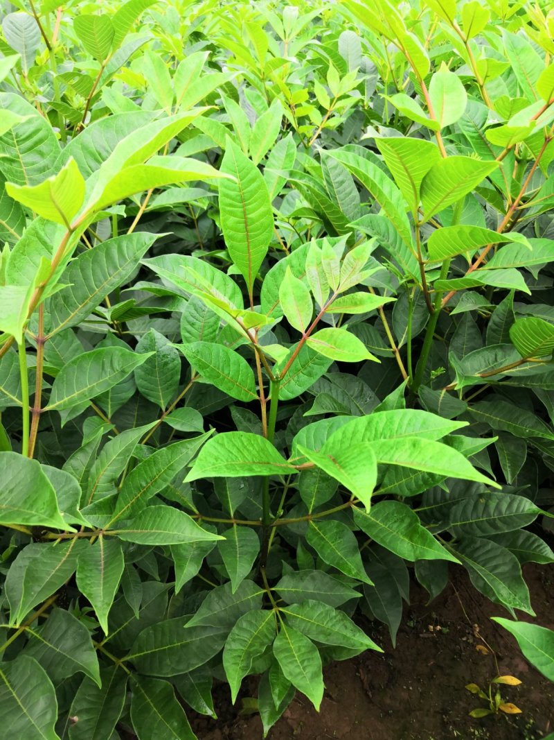 基地直供吴茱萸中药材苗中花吴茱萸艾子吴萸量大从优