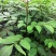 基地直供吴茱萸中药材苗中花吴茱萸艾子吴萸量大从优