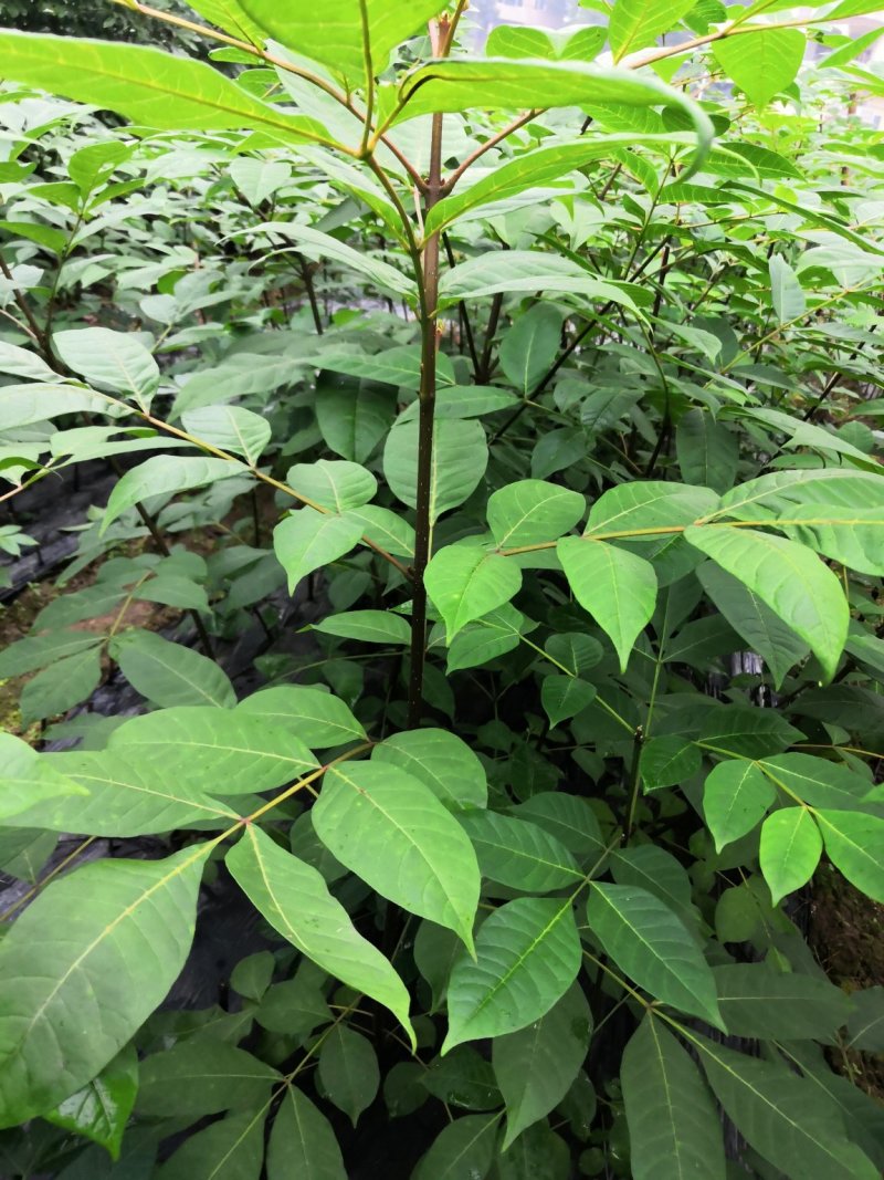 基地直供吴茱萸中药材苗中花吴茱萸艾子吴萸量大从优