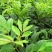 基地直供吴茱萸中药材苗中花吴茱萸艾子吴萸量大从优