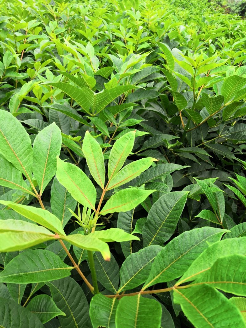 基地直供吴茱萸中药材苗中花吴茱萸艾子吴萸量大从优