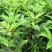 基地直供吴茱萸中药材苗中花吴茱萸艾子吴萸量大从优