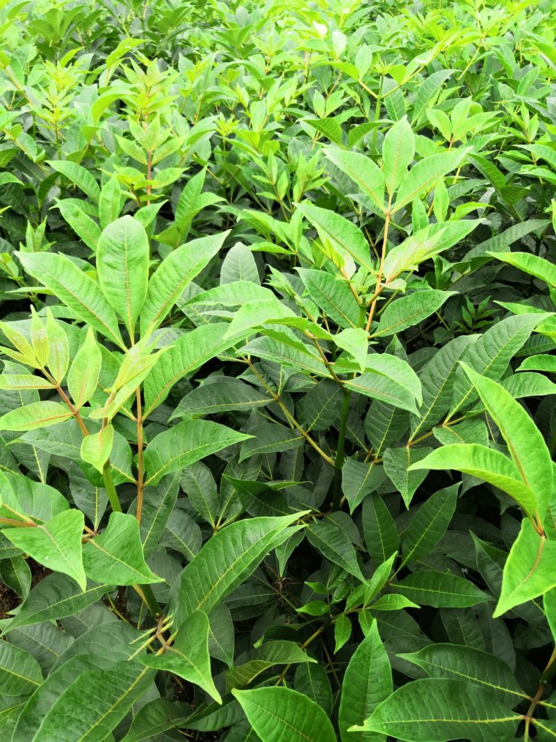 基地直供吴茱萸中药材苗中花吴茱萸艾子吴萸量大从优