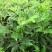 基地直供吴茱萸中药材苗中花吴茱萸艾子吴萸量大从优