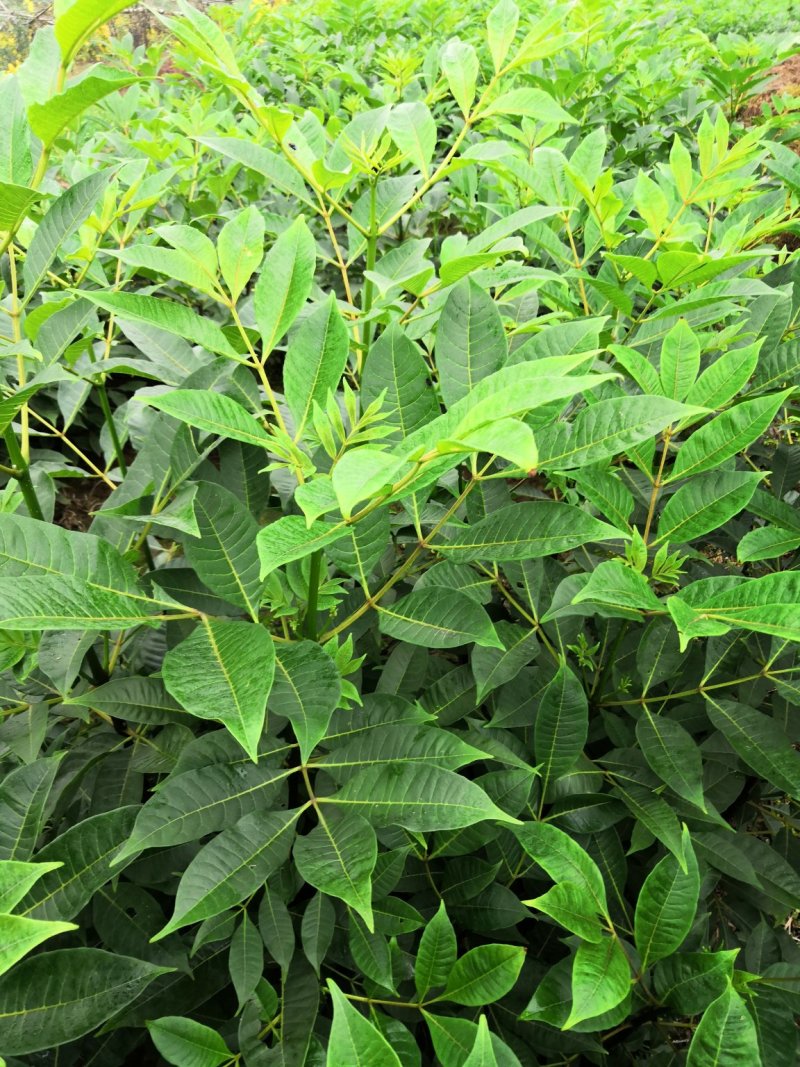 基地直供吴茱萸中药材苗中花吴茱萸艾子吴萸量大从优