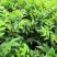 基地直供吴茱萸中药材苗中花吴茱萸艾子吴萸量大从优