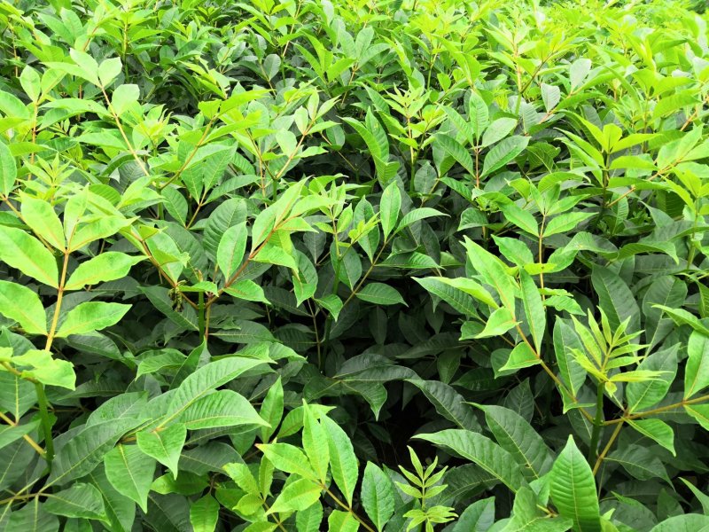 基地直供吴茱萸中药材苗中花吴茱萸艾子吴萸量大从优