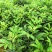 基地直供吴茱萸中药材苗中花吴茱萸艾子吴萸量大从优