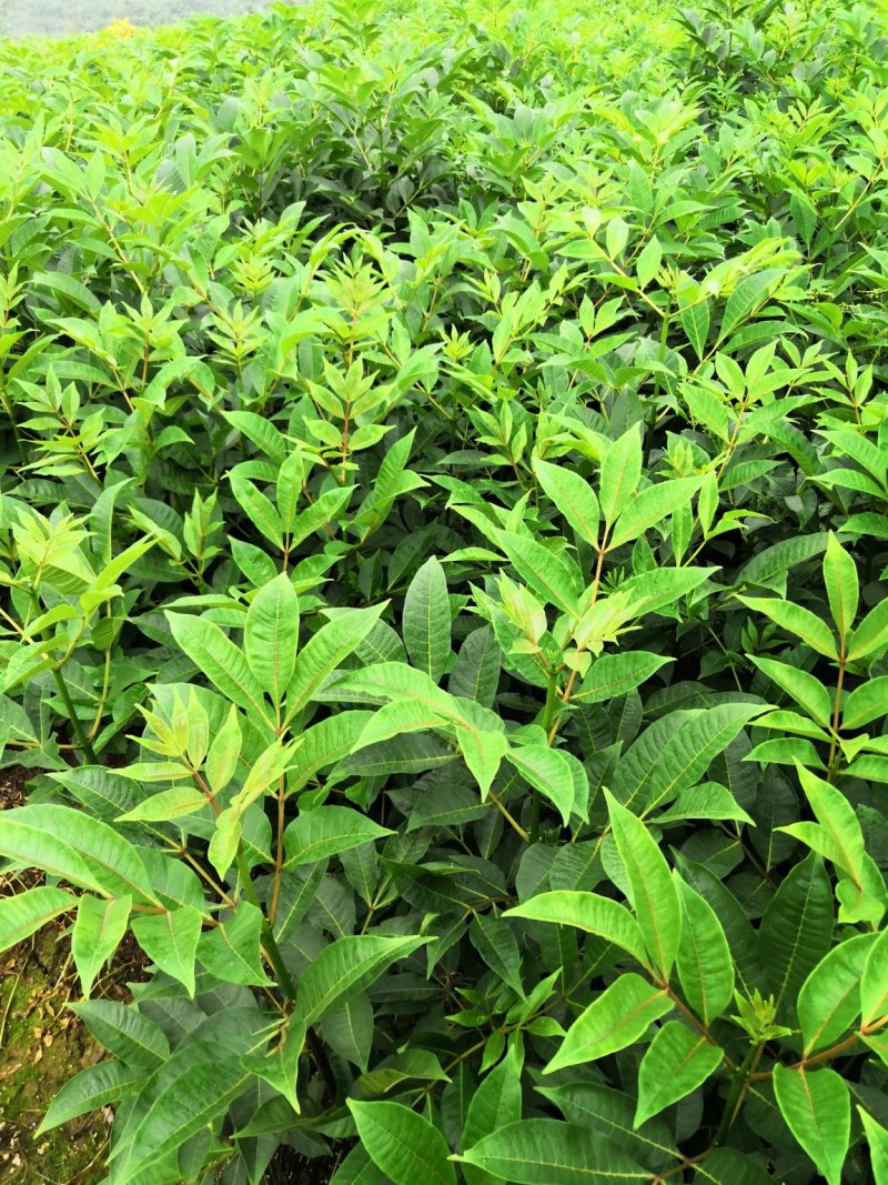 基地直供吴茱萸中药材苗中花吴茱萸艾子吴萸量大从优