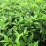 基地直供吴茱萸中药材苗中花吴茱萸艾子吴萸量大从优