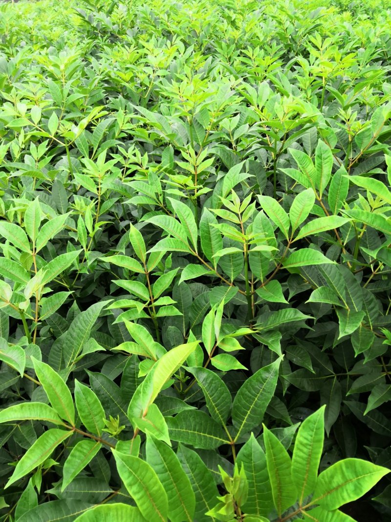 基地直供吴茱萸中药材苗中花吴茱萸艾子吴萸量大从优