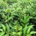 基地直供吴茱萸中药材苗中花吴茱萸艾子吴萸量大从优