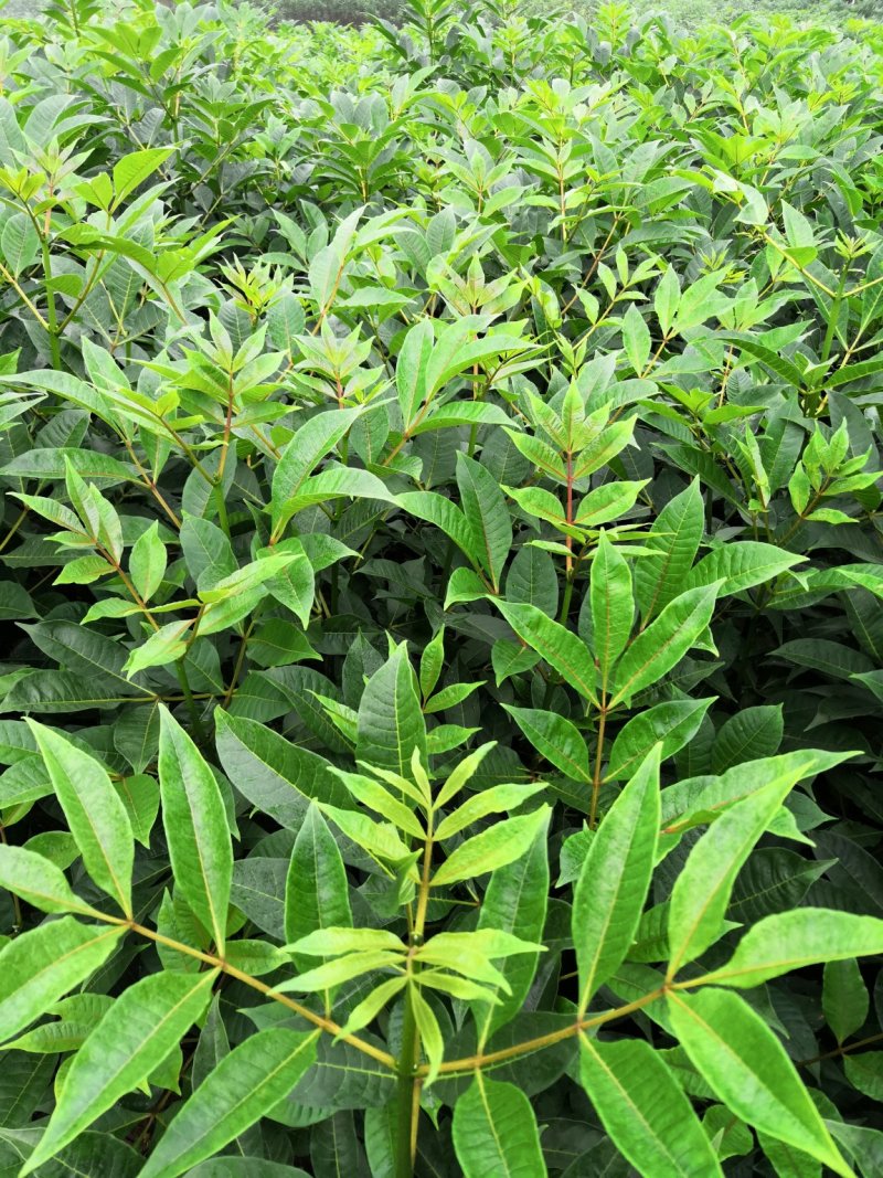 基地直供吴茱萸中药材苗中花吴茱萸艾子吴萸量大从优