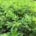 基地直供吴茱萸中药材苗中花吴茱萸艾子吴萸量大从优